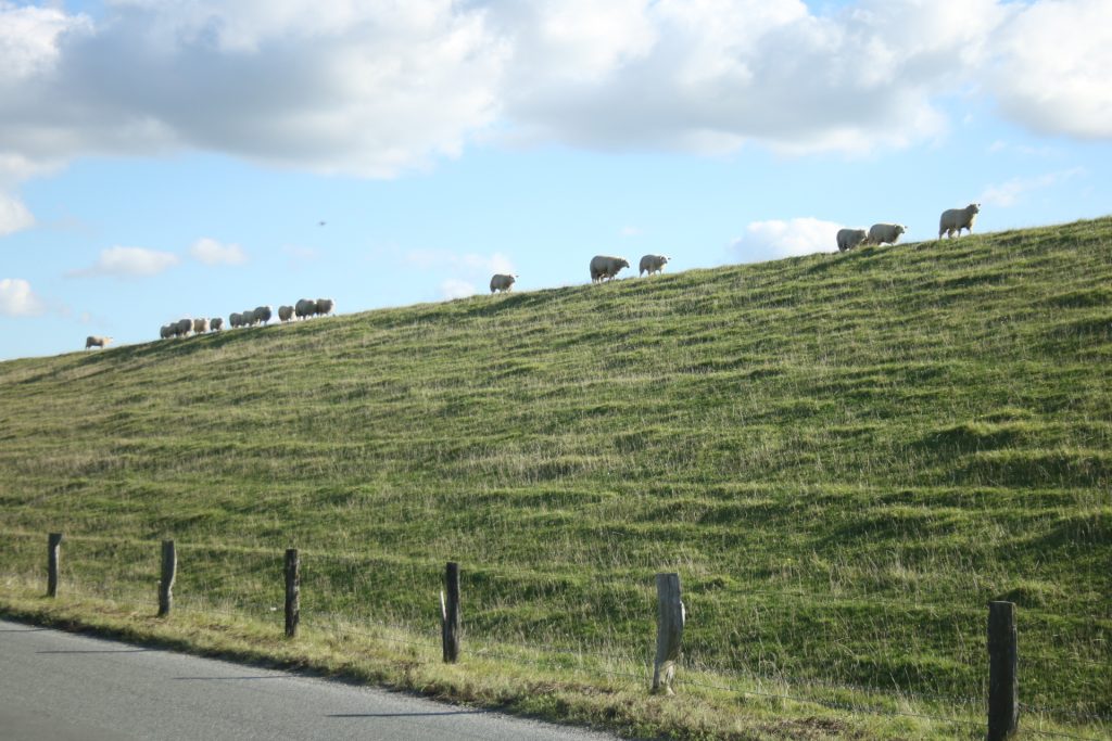 Schafe auf dem Deich