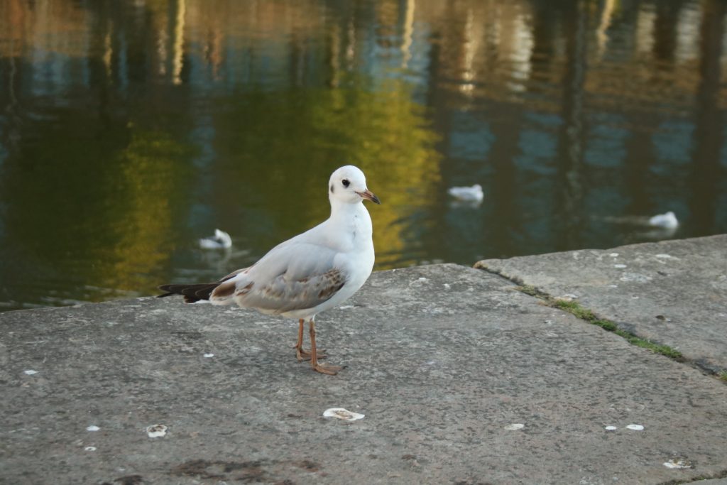 Möwe am Hafen