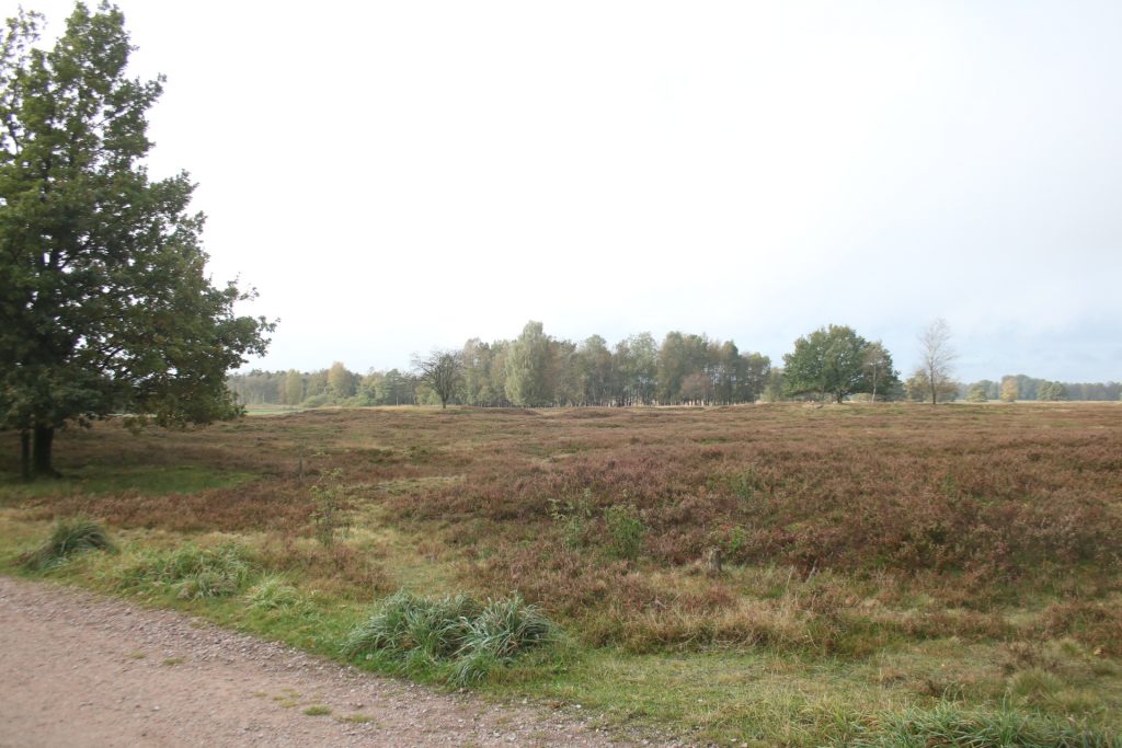 Moor in der Lüneburger Heide