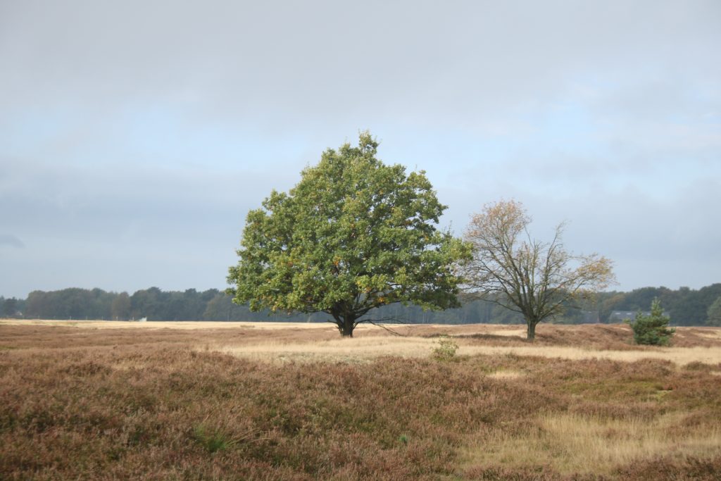 Baum im Moor