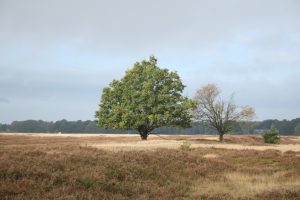 Baum im Moor