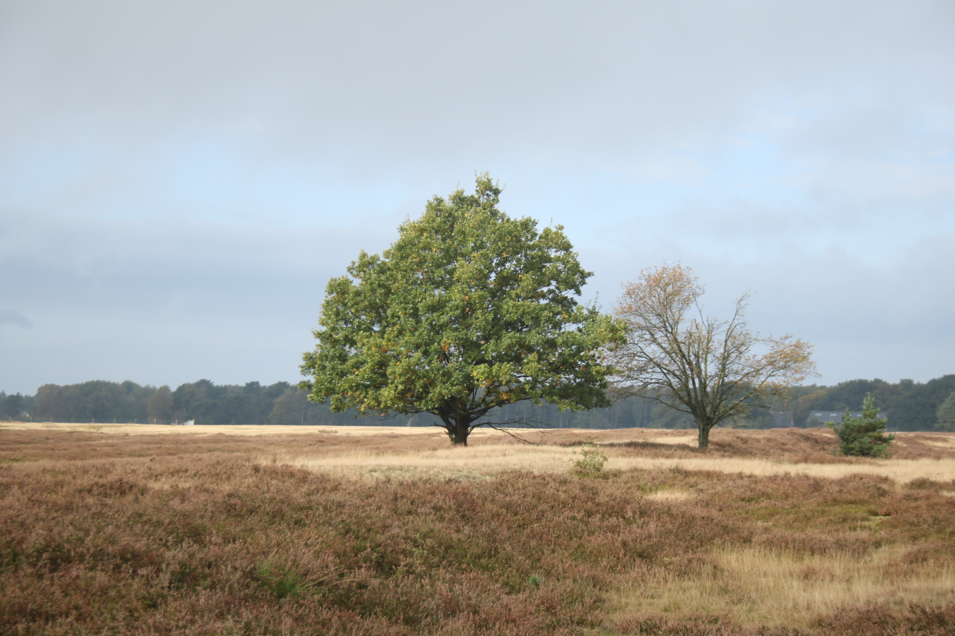 Baum im Moor