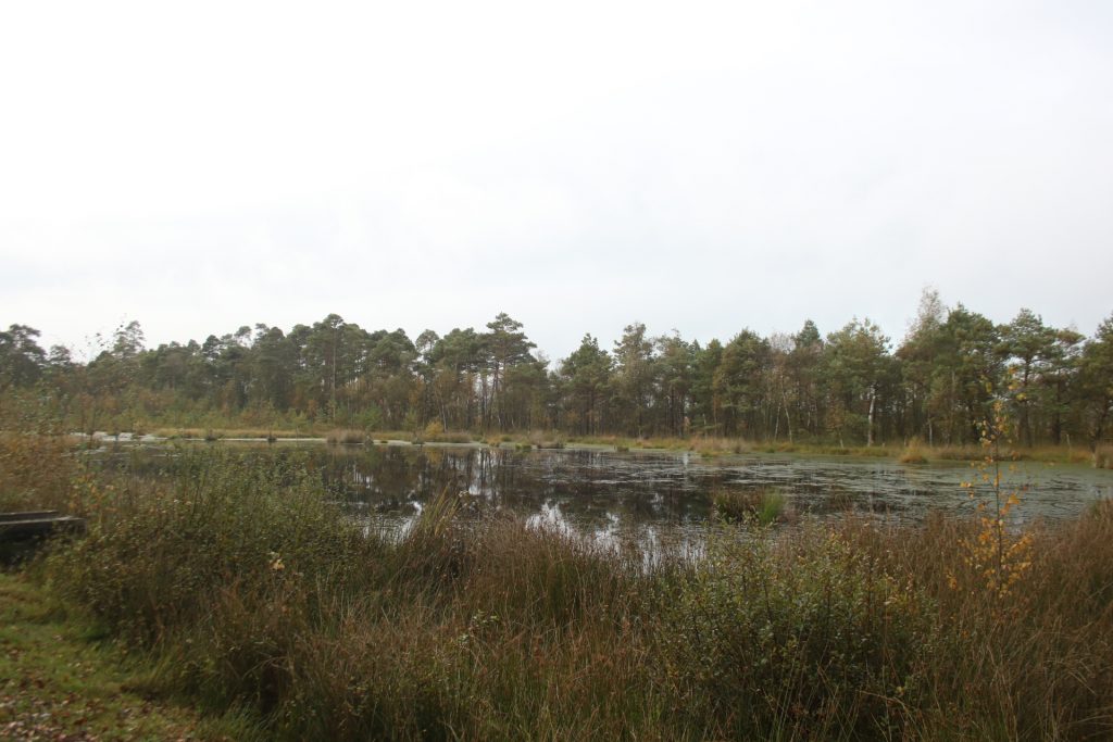 Moor in der Lüneburger Heide