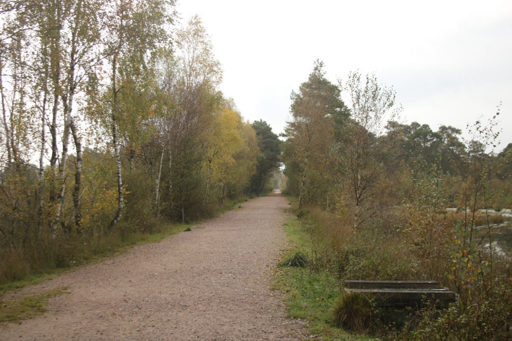 Wanderweg im Moor