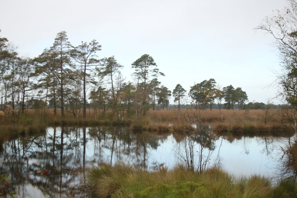 Moor in der Lüneburger Heide