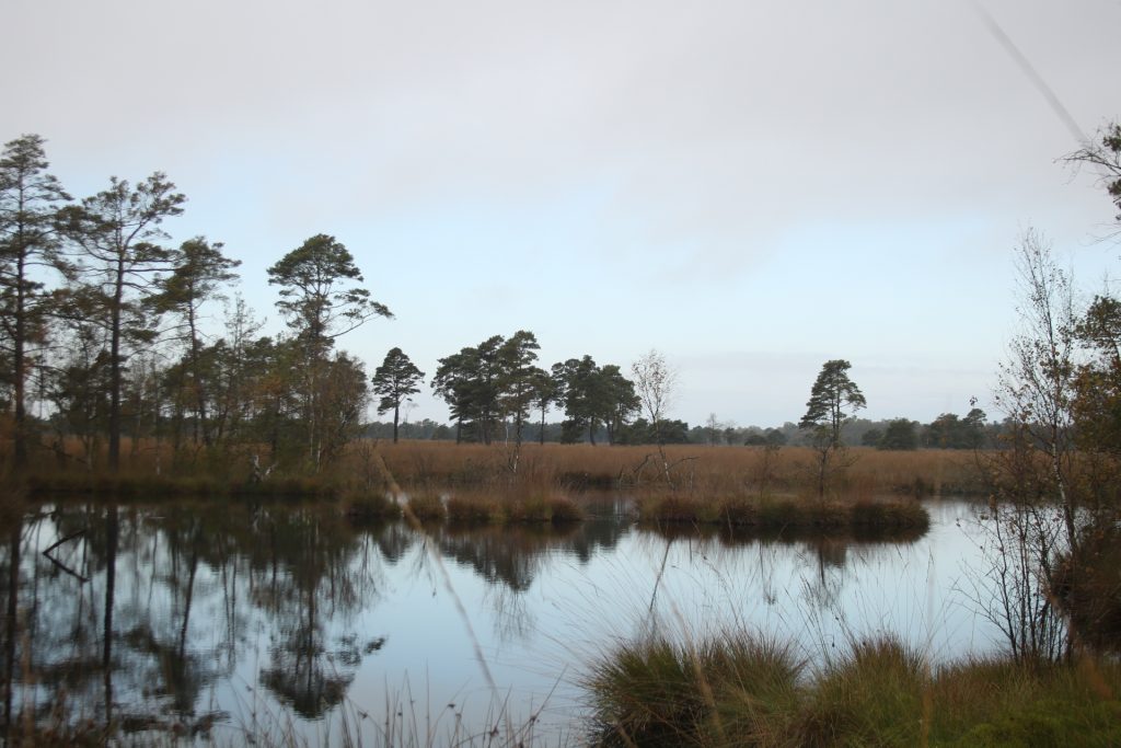 Moor in der Lüneburger Heide