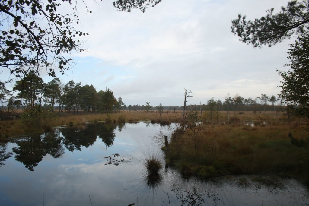 Moor in der Lüneburger Heide