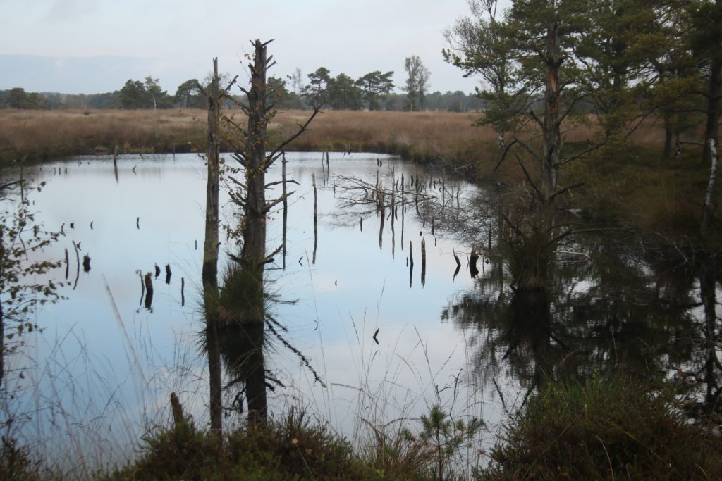 Moor in der Lüneburger Heide