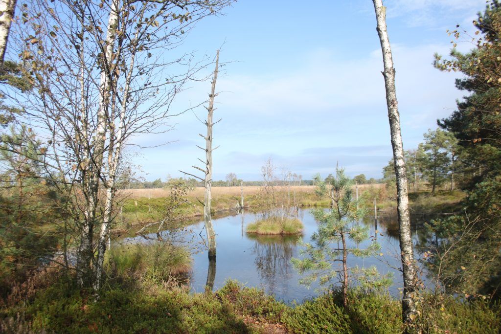 Moor in der Lüneburger Heide