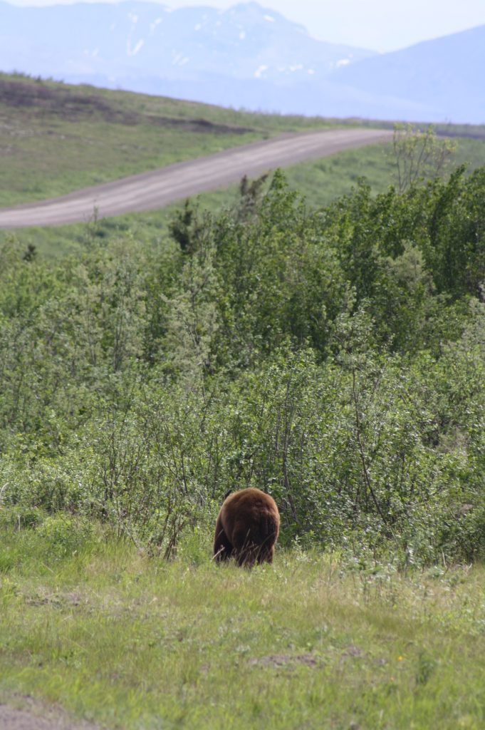 Braunbär an der Straße
