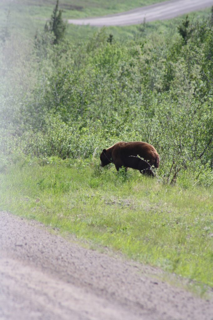 Braunbär am Straßenrand